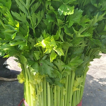黄心西芹叶片好颜色好