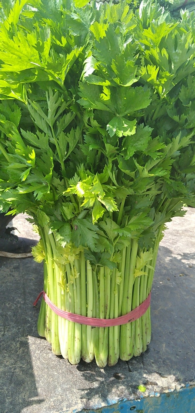 黄心西芹叶片好颜色好