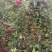 美八苹果颜色好看果面干净口感好