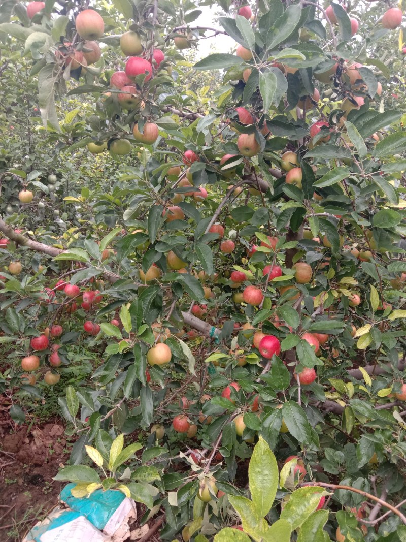 美八苹果颜色好看果面干净口感好
