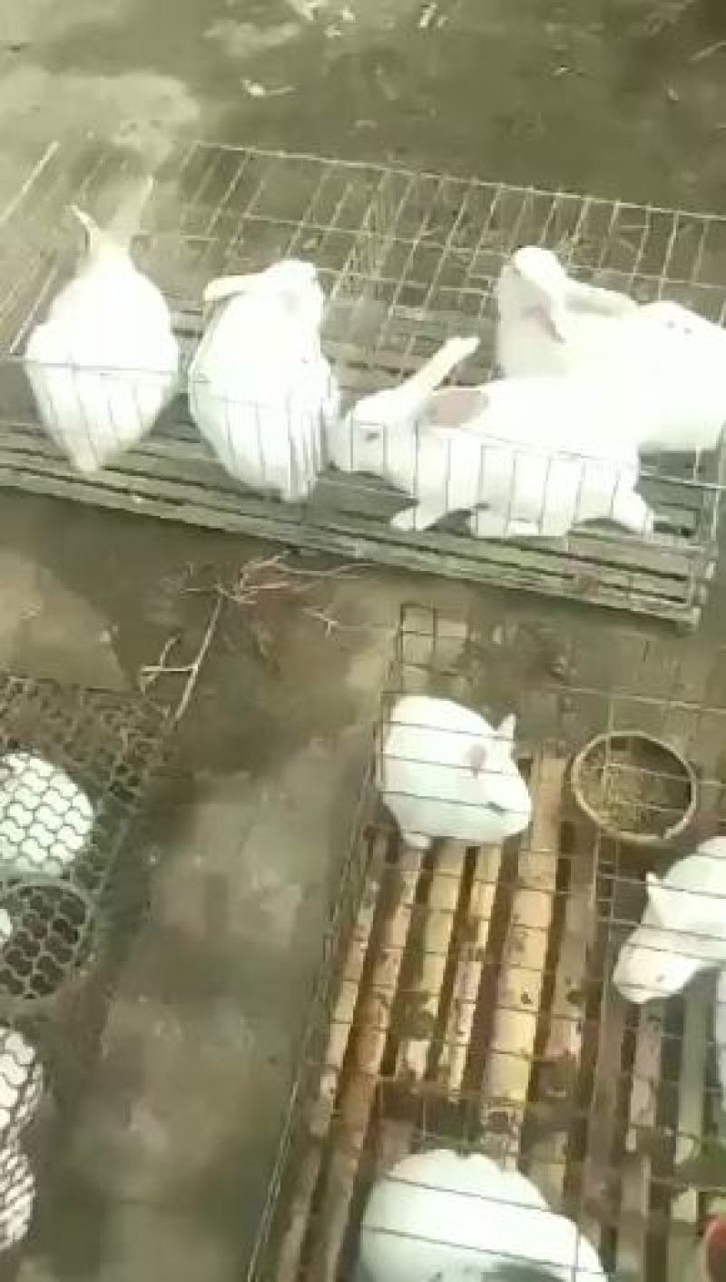 肉兔公羊兔产地养殖量大从优欢迎你们的到来