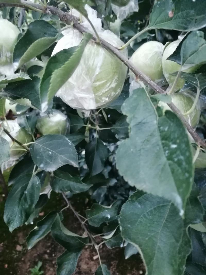 黄元帅苹果膜袋黄金帅产地批发质量好口感好全国发货
