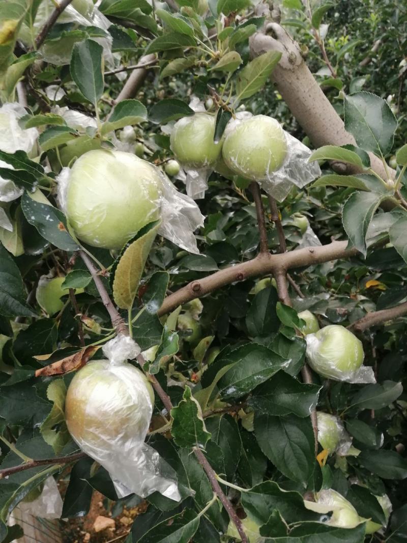 黄元帅苹果膜袋黄金帅产地批发质量好口感好全国发货
