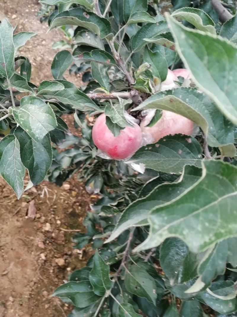 红露苹果批发红露苹果产地批发红露苹果质量好口感脆甜