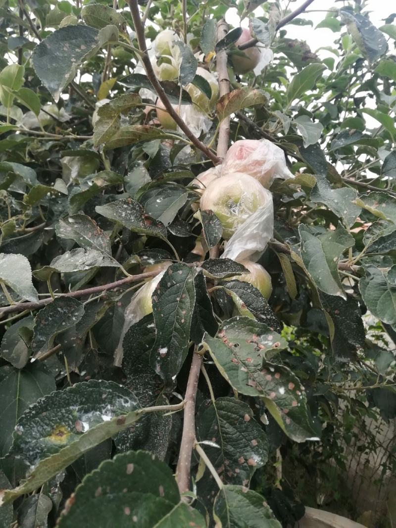 红露苹果批发红露苹果产地批发红露苹果质量好口感脆甜