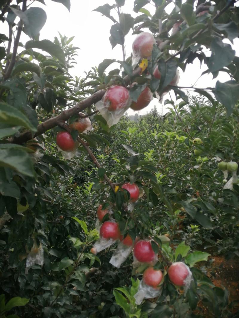 红露苹果批发红露苹果产地批发红露苹果质量好口感脆甜
