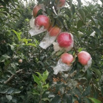 红露苹果批发红露苹果产地批发红露苹果质量好口感脆甜