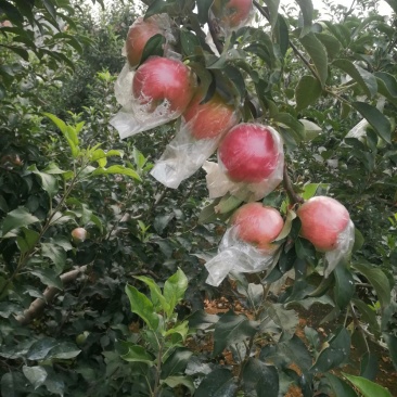 红露苹果批发红露苹果产地批发红露苹果质量好口感脆甜