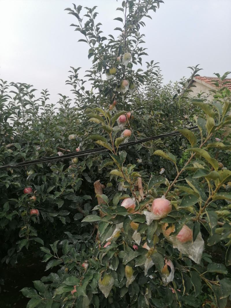 红露苹果批发红露苹果产地批发红露苹果质量好口感脆甜