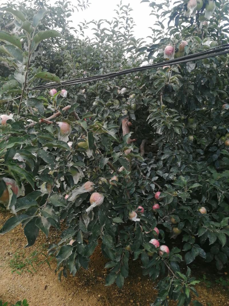 红露苹果批发红露苹果产地批发红露苹果质量好口感脆甜