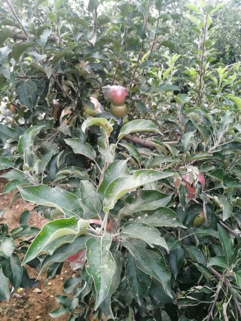 红露苹果批发红露苹果产地批发红露苹果质量好口感脆甜