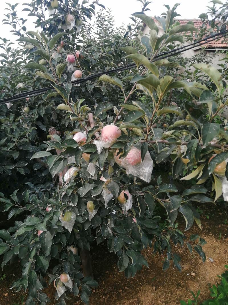 红露苹果批发红露苹果产地批发红露苹果质量好口感脆甜