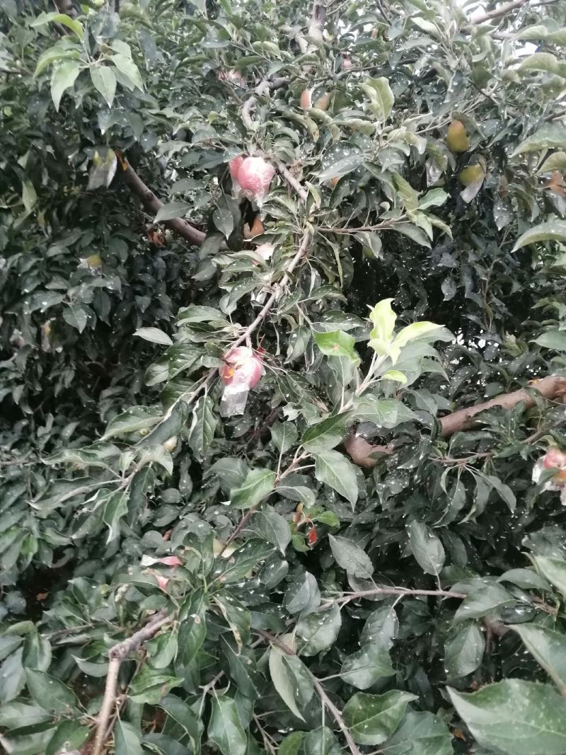 红露苹果批发红露苹果产地批发红露苹果质量好口感脆甜