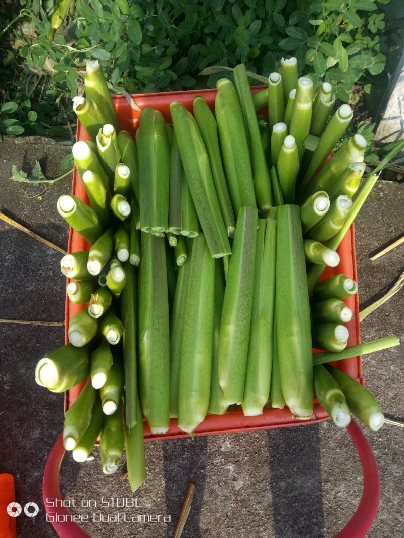 磐安高山茭白新上市。