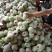 华硕苹果大量上市，量大从优，欢迎客商前来采购