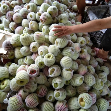 华硕苹果大量上市，量大从优，欢迎客商前来采购