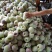 华硕苹果大量上市，量大从优，欢迎客商前来采购
