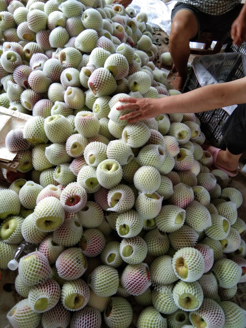 华硕苹果大量上市，量大从优，欢迎客商前来采购