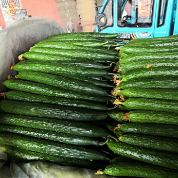 夏季黄瓜现己陆续上市中，产地直销，一手货源