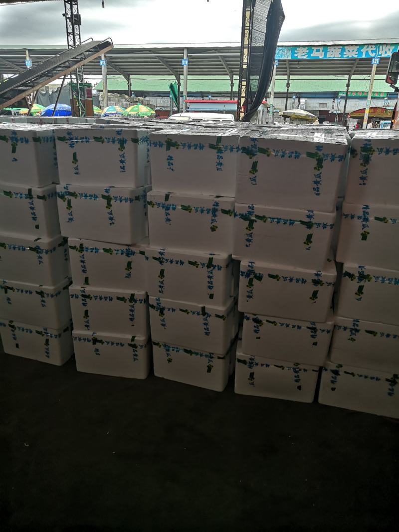 夏季黄瓜现己陆续上市中，产地直销，一手货源