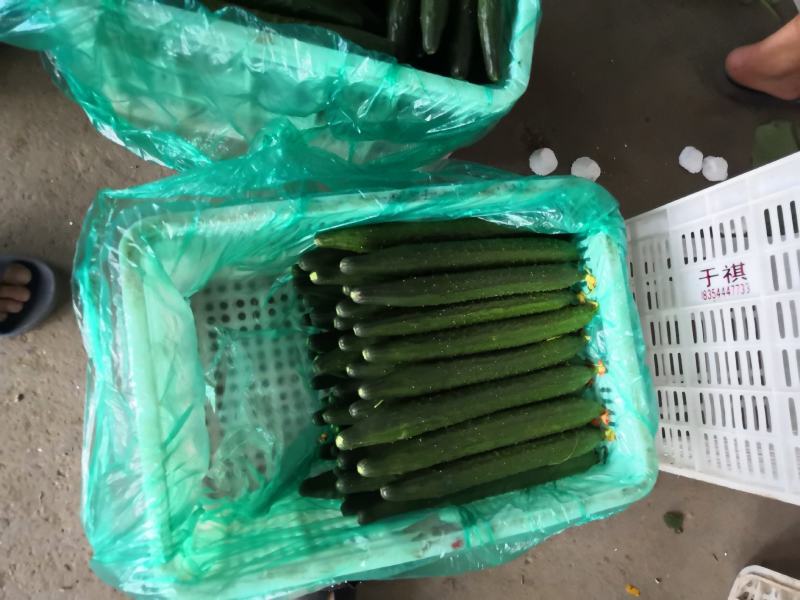 夏季黄瓜现己陆续上市中，产地直销，一手货源