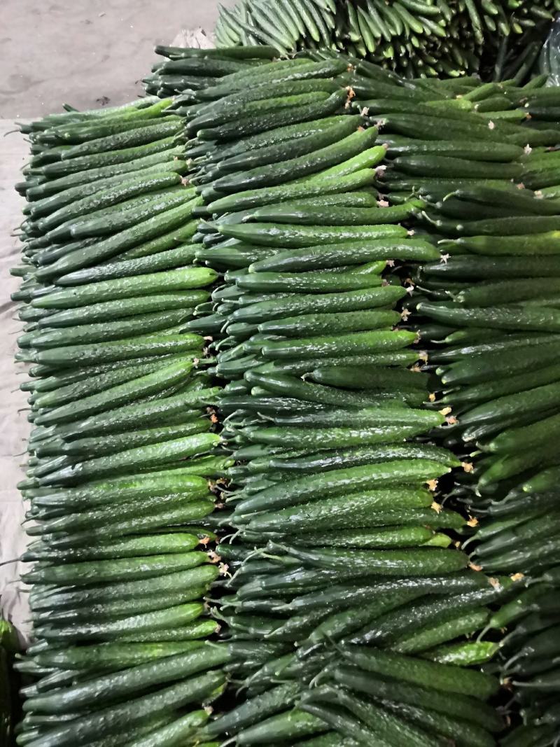 夏季黄瓜现己陆续上市中，产地直销，一手货源