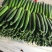 夏季黄瓜现己陆续上市中，产地直销，一手货源
