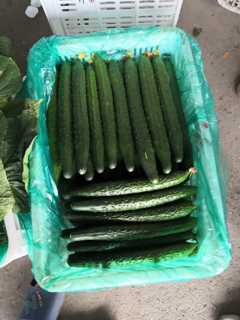 夏季黄瓜现己陆续上市中，产地直销，一手货源