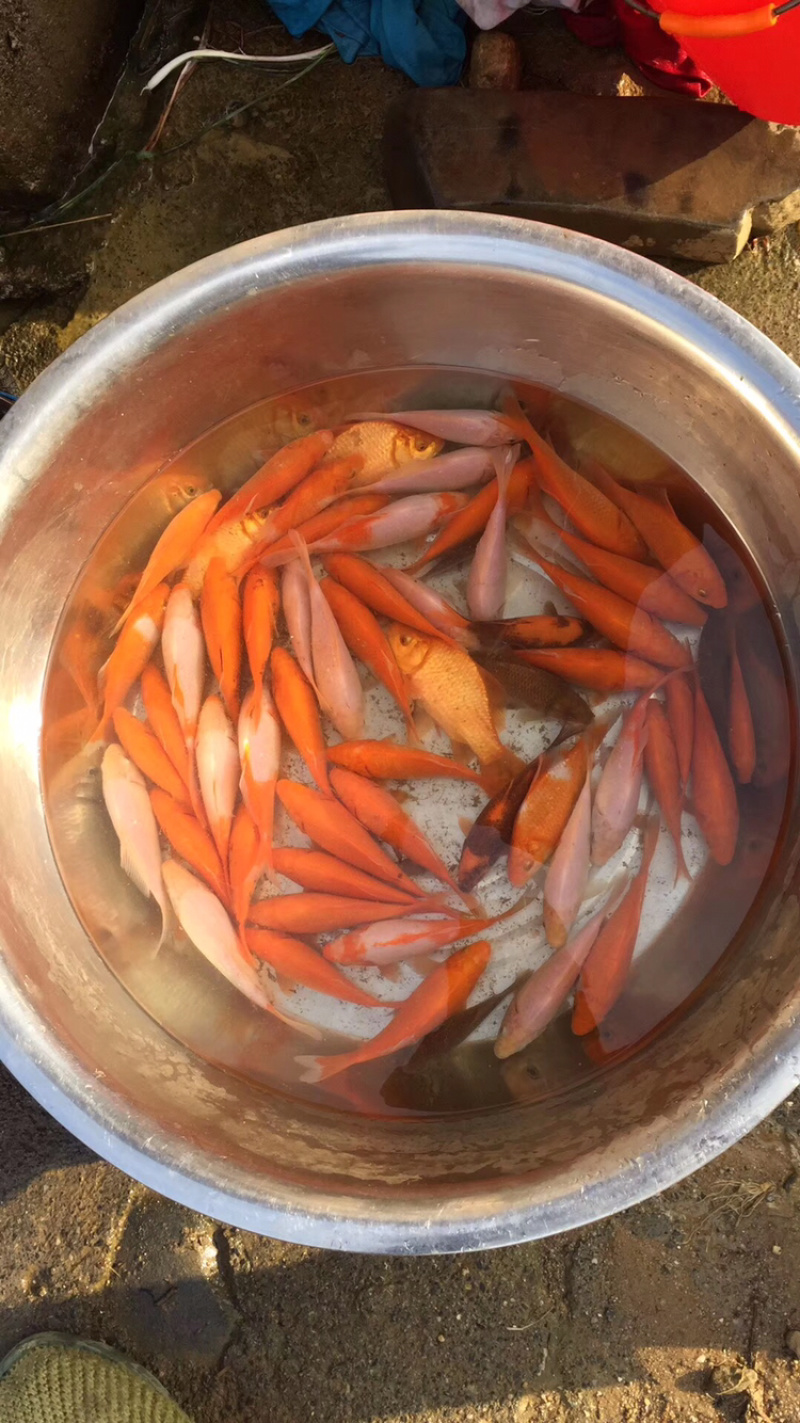 鲤鱼苗非常漂亮杂交鲤生长速度快苗厂供应