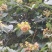 贵州毕节古夜郎大地野生中药材雷公藤黄腊藤
