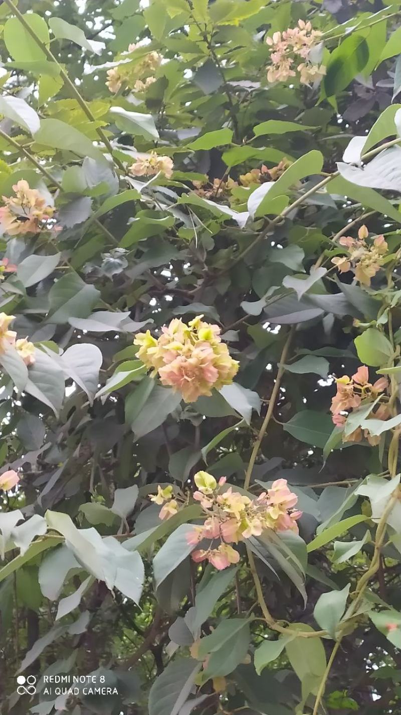 贵州毕节古夜郎大地野生中药材雷公藤黄腊藤
