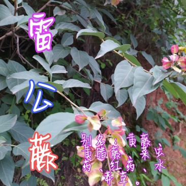 贵州毕节古夜郎大地野生中药材雷公藤黄腊藤