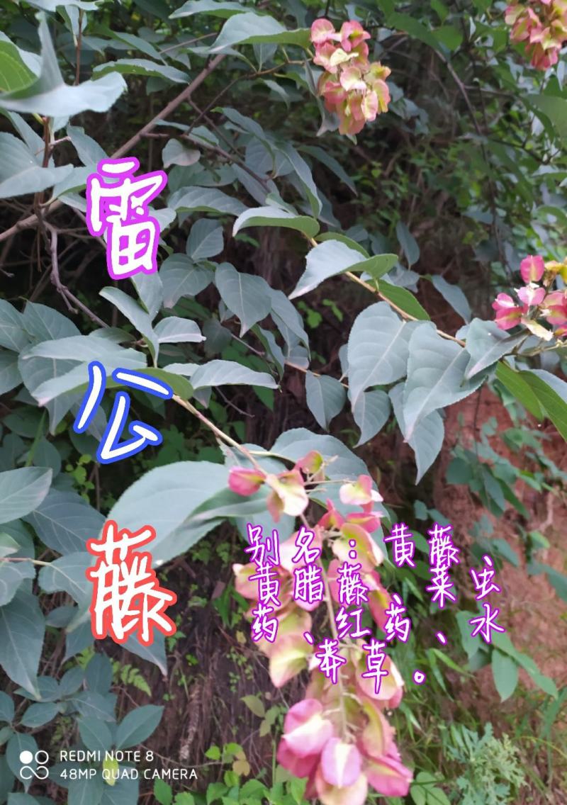 贵州毕节古夜郎大地野生中药材雷公藤黄腊藤