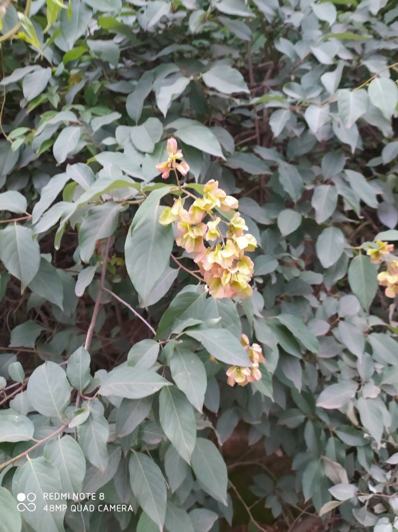 贵州毕节古夜郎大地野生中药材雷公藤黄腊藤