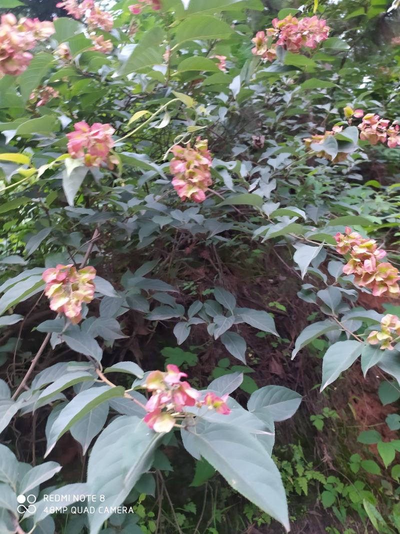 贵州毕节古夜郎大地野生中药材雷公藤黄腊藤