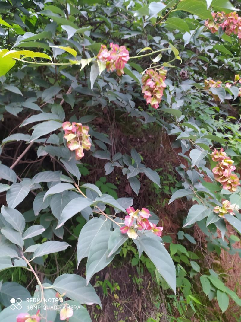 贵州毕节古夜郎大地野生中药材雷公藤黄腊藤