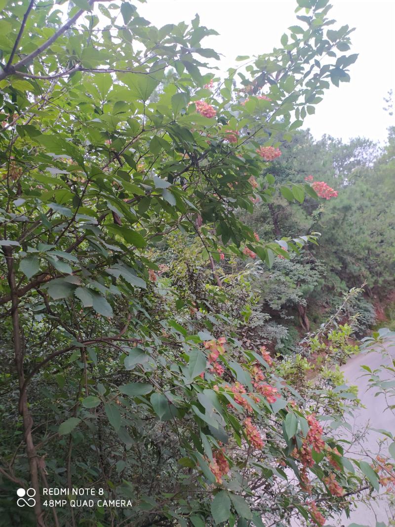 贵州毕节古夜郎大地野生中药材雷公藤黄腊藤