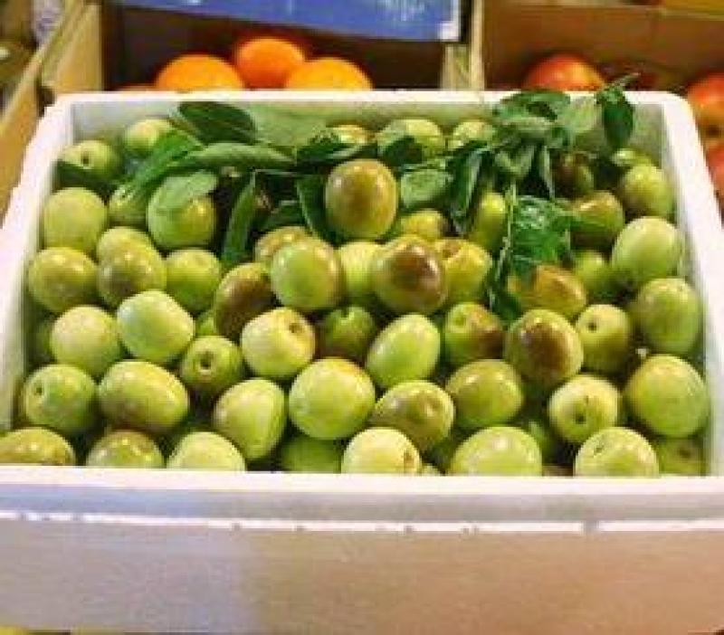 【精品冬枣】产地直供新鲜婆枣，欢迎电话咨询