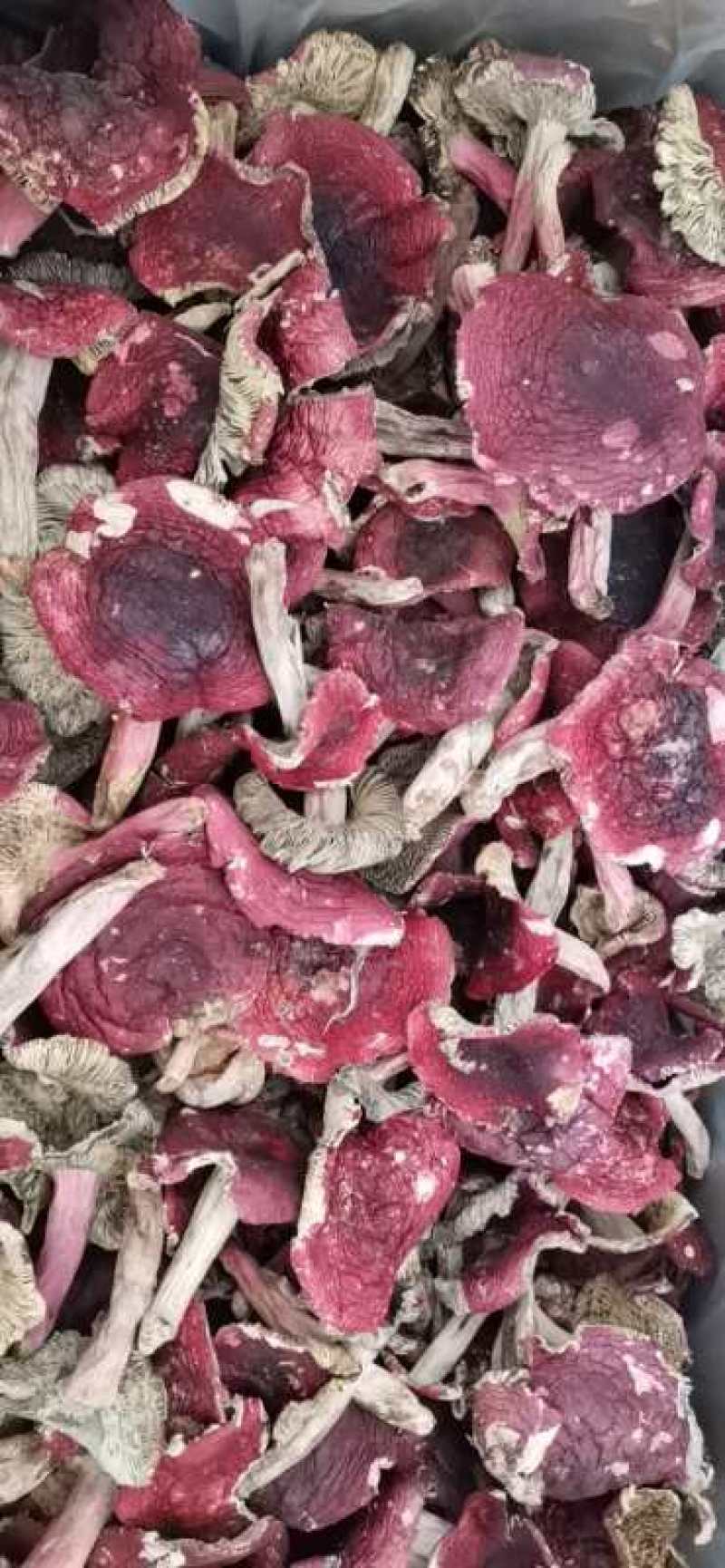 [精品]云南野生红菇，可视频看货，产地现发，支持线上保障交易