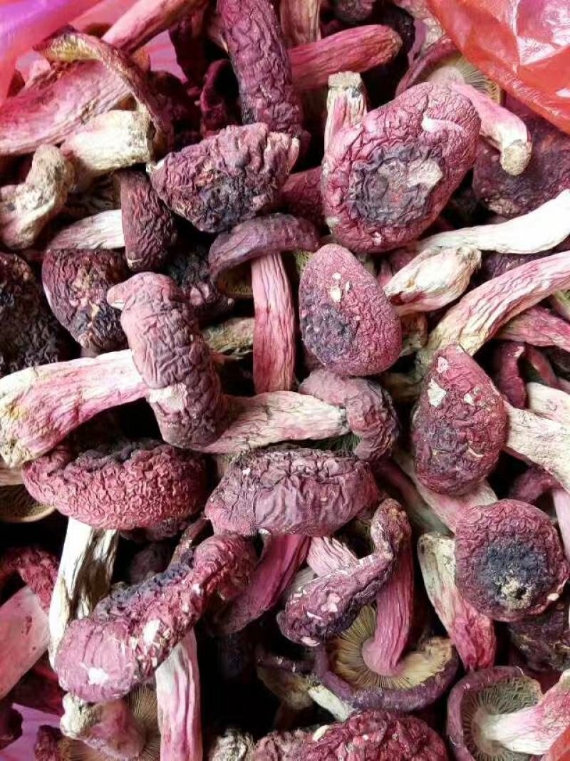 [精品]云南野生红菇，可视频看货，产地现发，支持线上保障交易