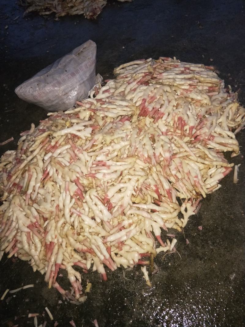 新鲜仔姜大量上市了，欢迎老板下单