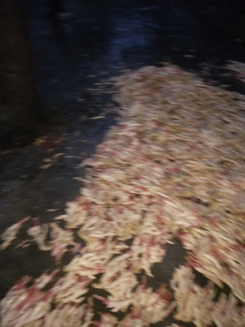 新鲜仔姜大量上市了，欢迎老板下单