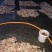 新鲜仔姜大量上市了，欢迎老板下单