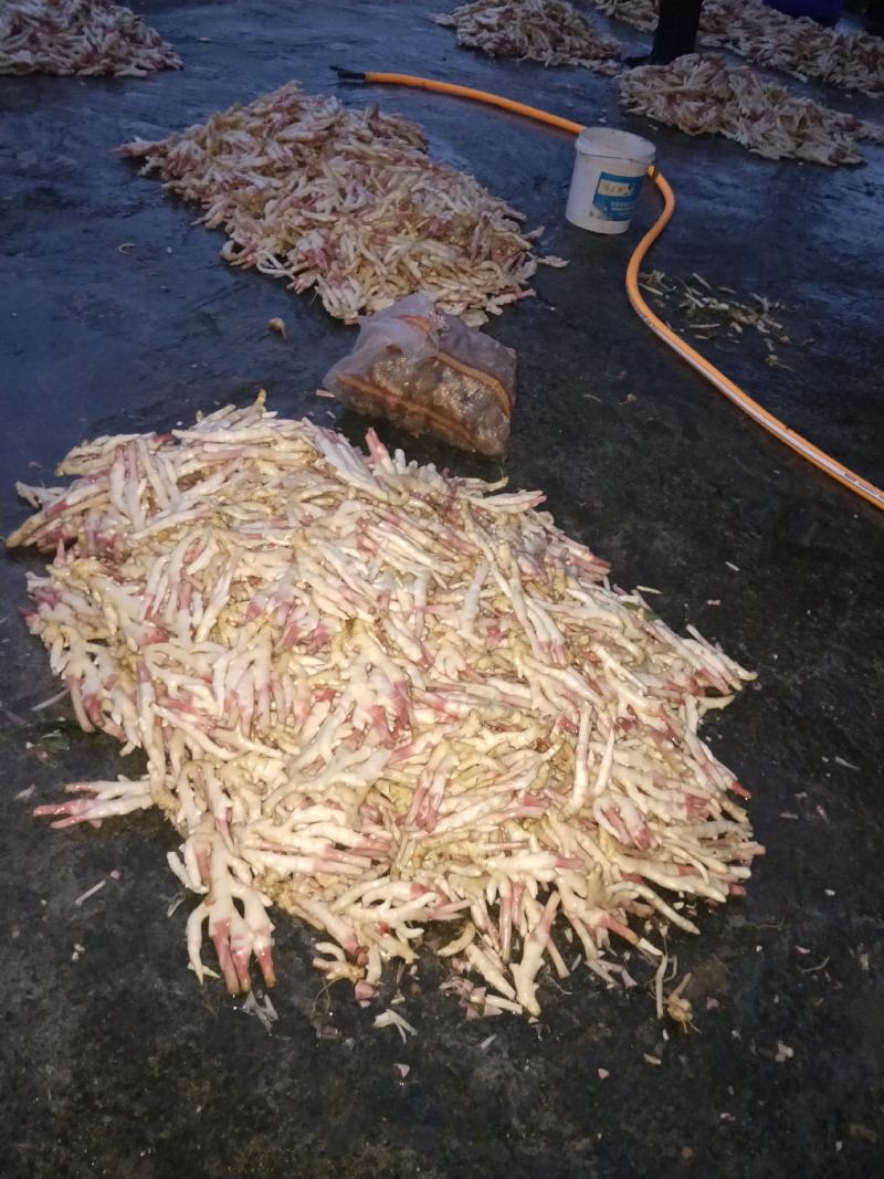 新鲜仔姜大量上市了，欢迎老板下单