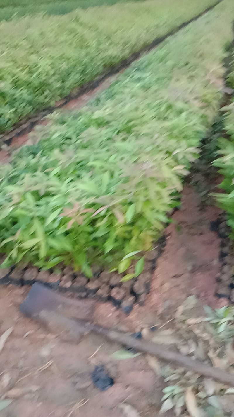 木荷批发，火力南，木荷苗
