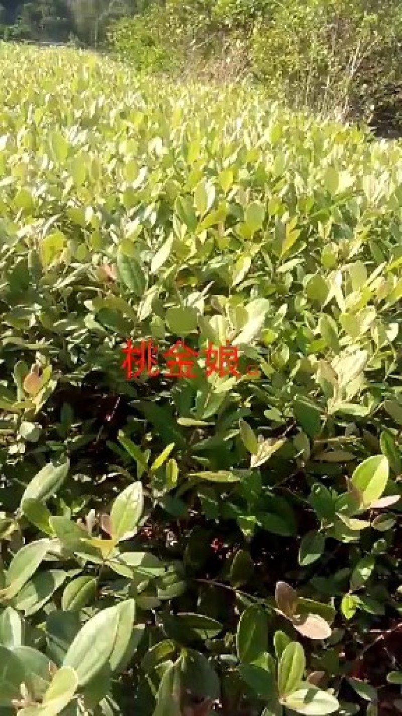 木荷批发，火力南，木荷苗