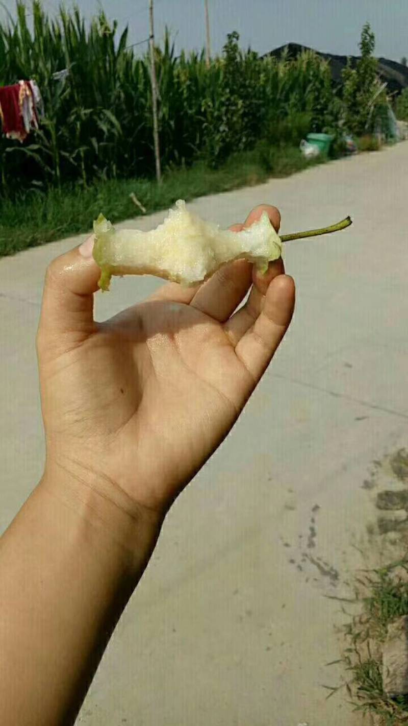 青皮皇冠梨（脆甜无渣）！大量批发，质量保证！量大从优！