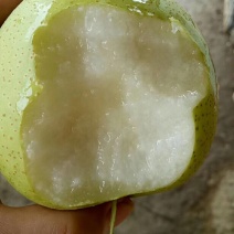 青皮皇冠梨（脆甜无渣）！大量批发，质量保证！量大从优！