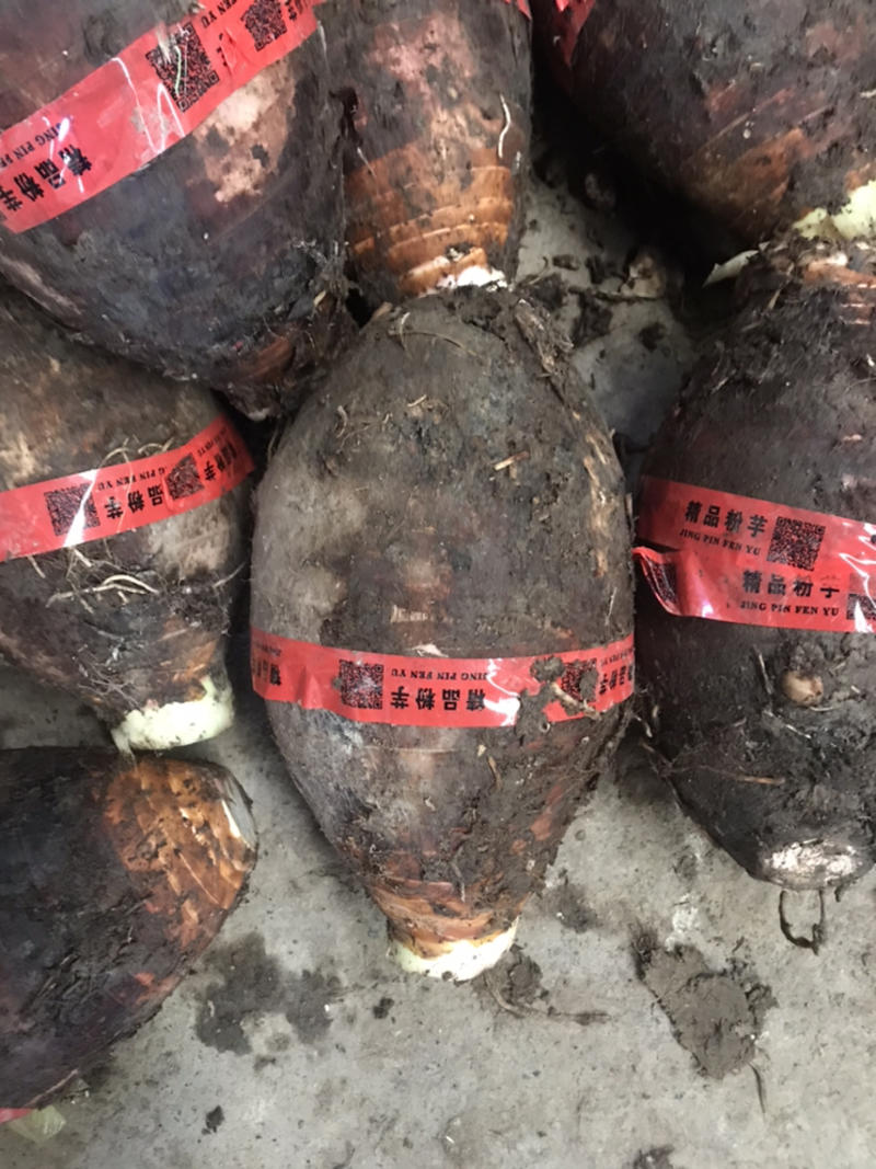 槟榔芋大量供应中产地直发品质保障供应超市电商