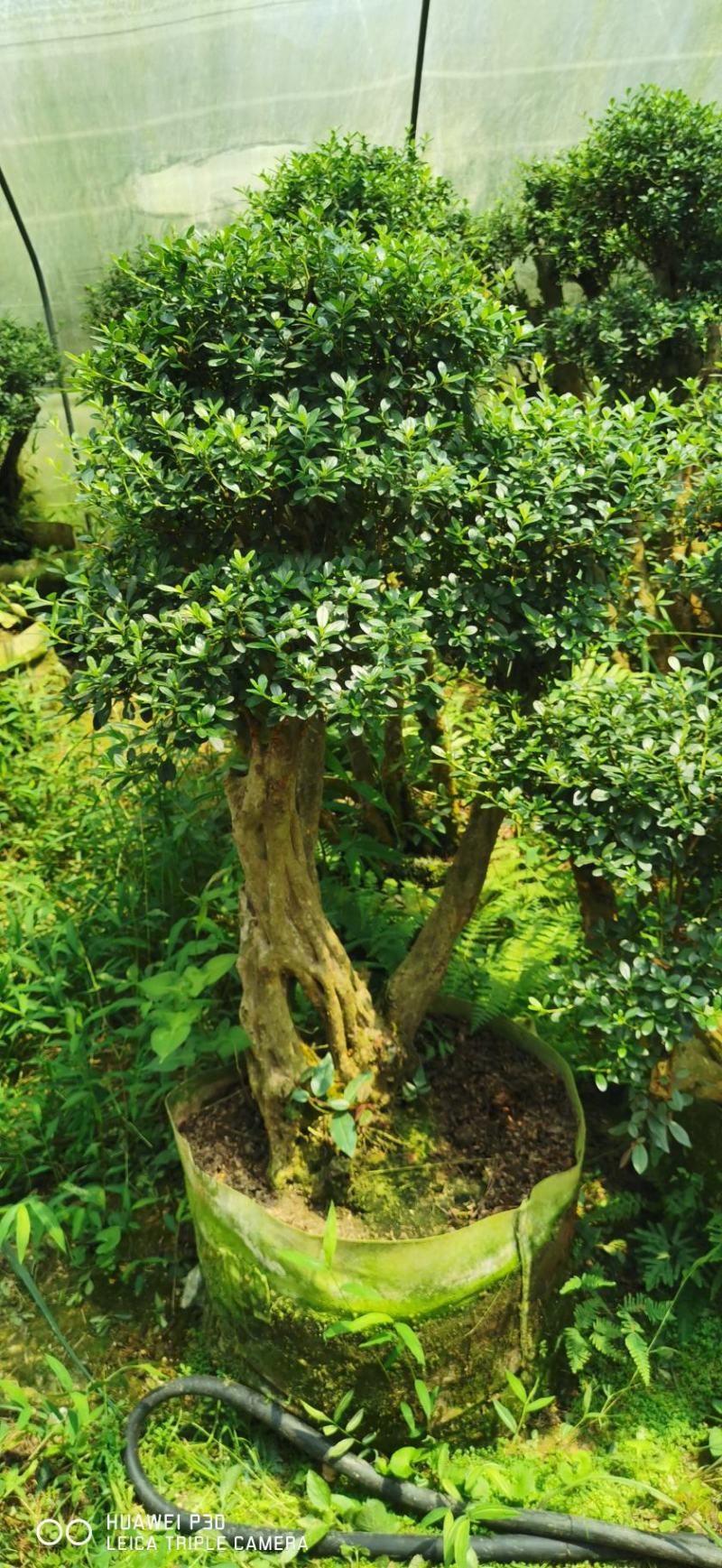 紫花杜鹃桩，嫁接丹东杜鹃，西洋杜鹃